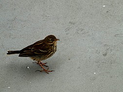 Rock Pipit Hitching a Lift 