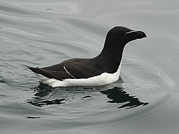 Image 14