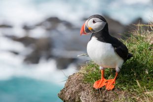 Puffin - Scottish Cruises