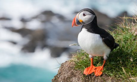 Puffin - Scottish Cruises