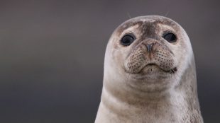 Common Seal|Loch Fyne|Argyll