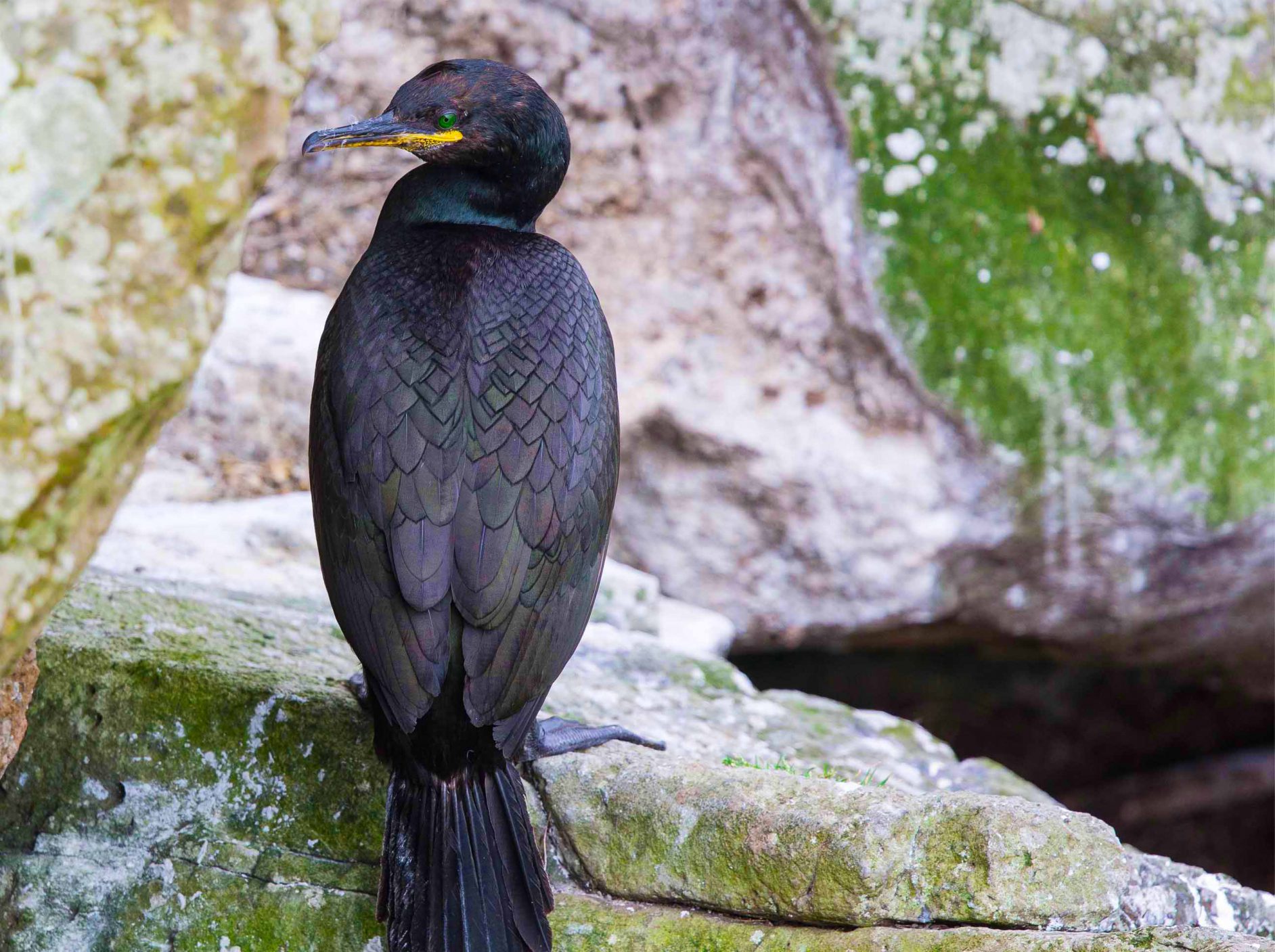 Argyll Cruising - Scottish Wildlife Cruises