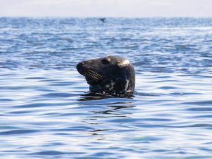 Scottish Cruising Holiday - Scottish Cruises