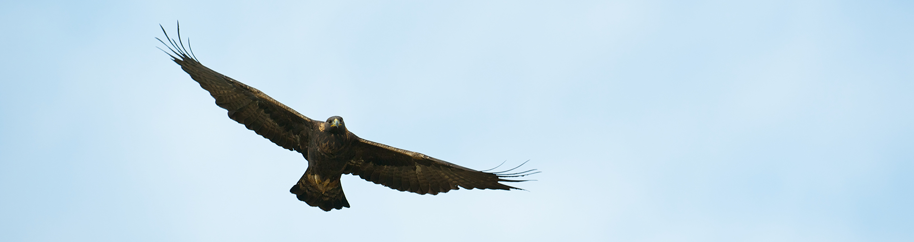 Wild Scotland - Cruise the Scottish Isles