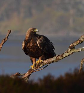 wild scotland|Birding|ArgyllCruising|wildlife|Scotland|cruises