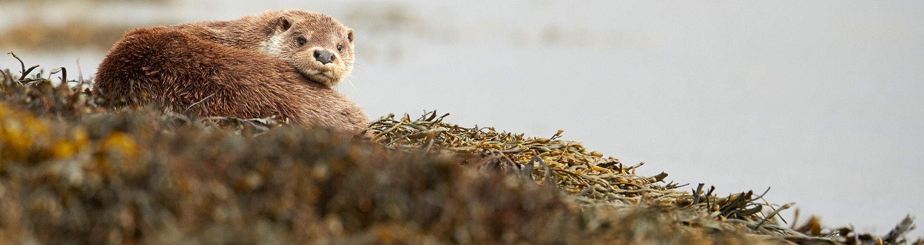 Scottish Otter - ArgyllCruising, Scottish Cruises