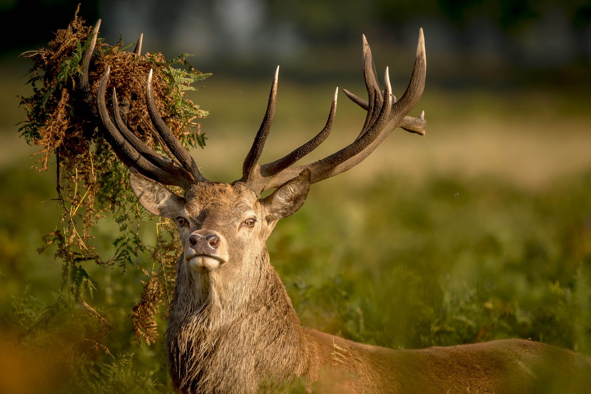 The Red Deer Fiadh Ruadh (Gaelic) Argyll Cruising