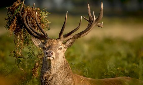 Red Deer | Scotland | Wildlife Cruise | Argyll Cruising