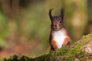 Red Squirrel | Argyll Cruising | Wildlife Cruise | Scotland