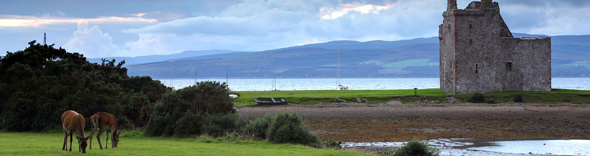 Red Deer | Argyll Cruising |L och Ranza | Arran | Wildlife Cruise