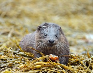 Otter|Wildlife|Cruises