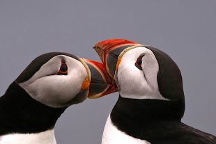 Scotland Wildlife Holiday | Puffin