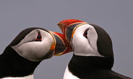 Scotland Wildlife Holiday | Puffin