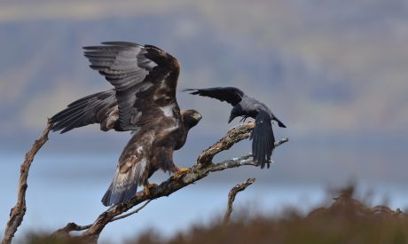 Scottish Cruises