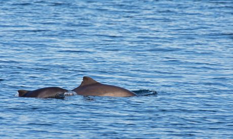 Cruises in Scotland, Scottish Island Cruises, Majestic Cruises, Cruises Scotland, Scottish Cruises