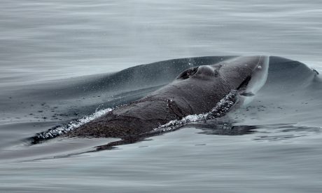 Cruises in Scotland, Scottish Island Cruises, Majestic Cruises, Cruises Scotland, Scottish Cruises