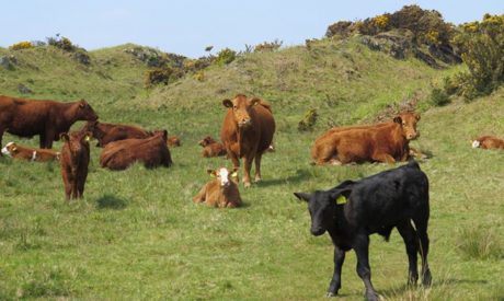 Cruises Scottish Islands, West Coast Scotland Cruises, Cruises in Argyll, walking holiday scotland, walking cruise, adventure holiday scotland cruises