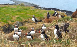 Cruises Mull, Scotland Cruises Mull, Island cruises scotland, mini cruise scotland, short break cruise scotland, puffins in Scotland