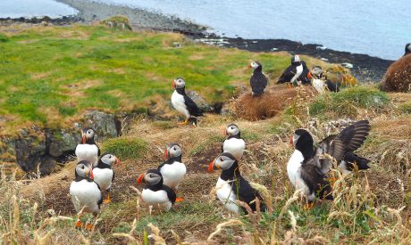 Cruises Mull, Scotland Cruises Mull, Island cruises scotland, mini cruise scotland, short break cruise scotland, puffins in Scotland