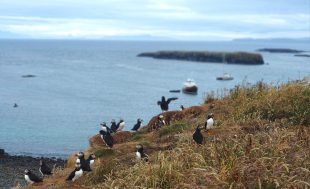 Cruises Mull, Scotland Cruises Mull, Island cruises scotland, mini cruise scotland, short break cruise scotland