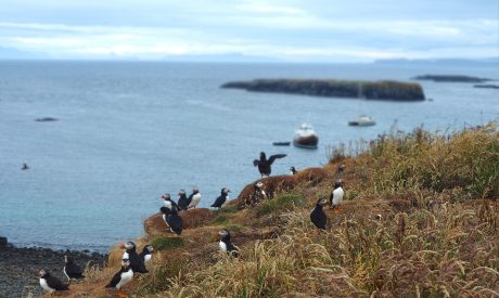 Cruises Mull, Scotland Cruises Mull, Island cruises scotland, mini cruise scotland, short break cruise scotland