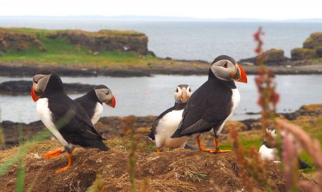 Cruises Mull, Scotland Cruises Mull, Island cruises scotland, mini cruise scotland, short break cruise scotland, puffins in Scotland