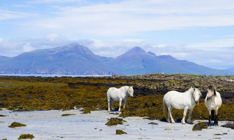 Cruises Skye Scotland, Skye Cruises, scottish cruises