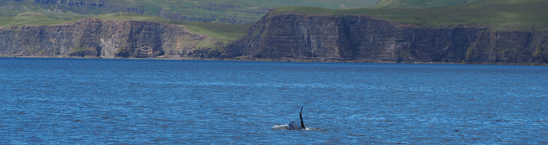 Orca Whale | Killer Whale | Scottish Wildlife | Scottish Cruises