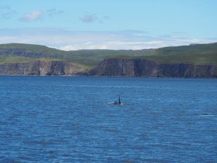 Killer Whale | Scottish Sighting | Bull Orca