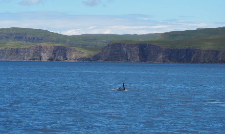 Killer Whale | Scottish Sighting | Bull Orca