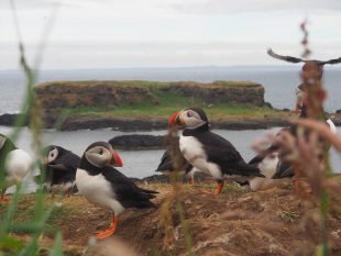 Mini Cruises | Scotland | Puffins | Hebrides Cruise | Cruise Scotland