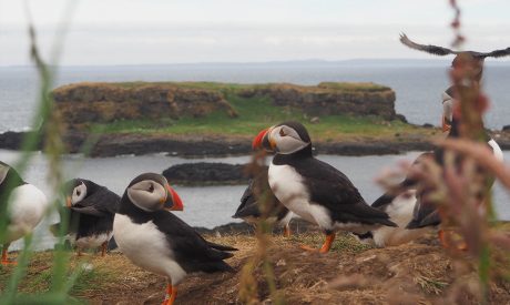 Mini Cruises | Scotland | Puffins | Hebrides Cruise | Cruise Scotland