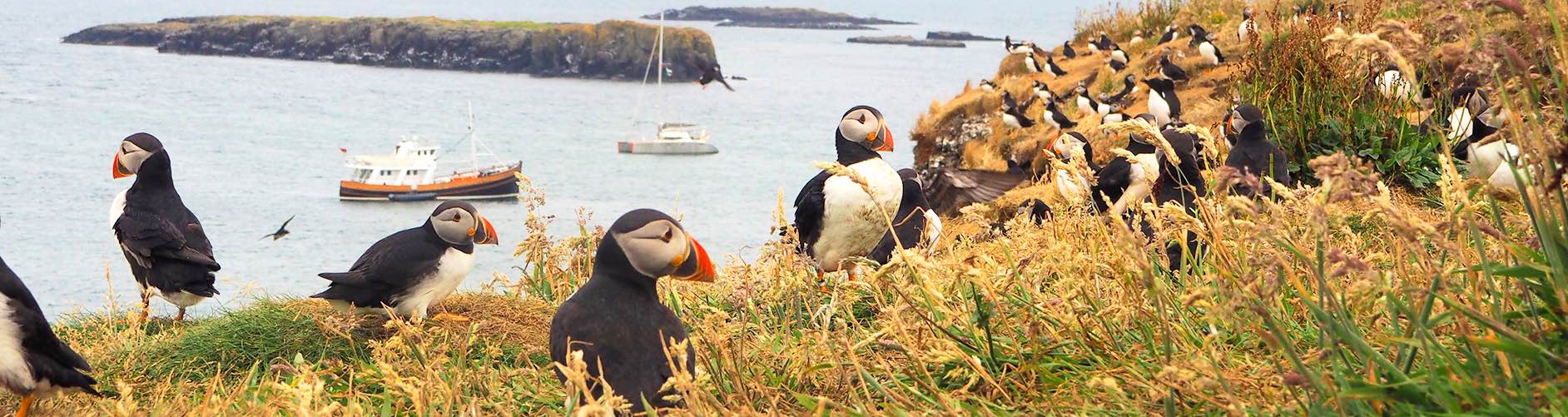 Mini Cruises Scotland | Argyll Cruising | Puffins |Lunga