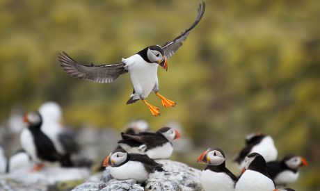 Cruises in Scotland, scottish cruises, puffins in Scotland