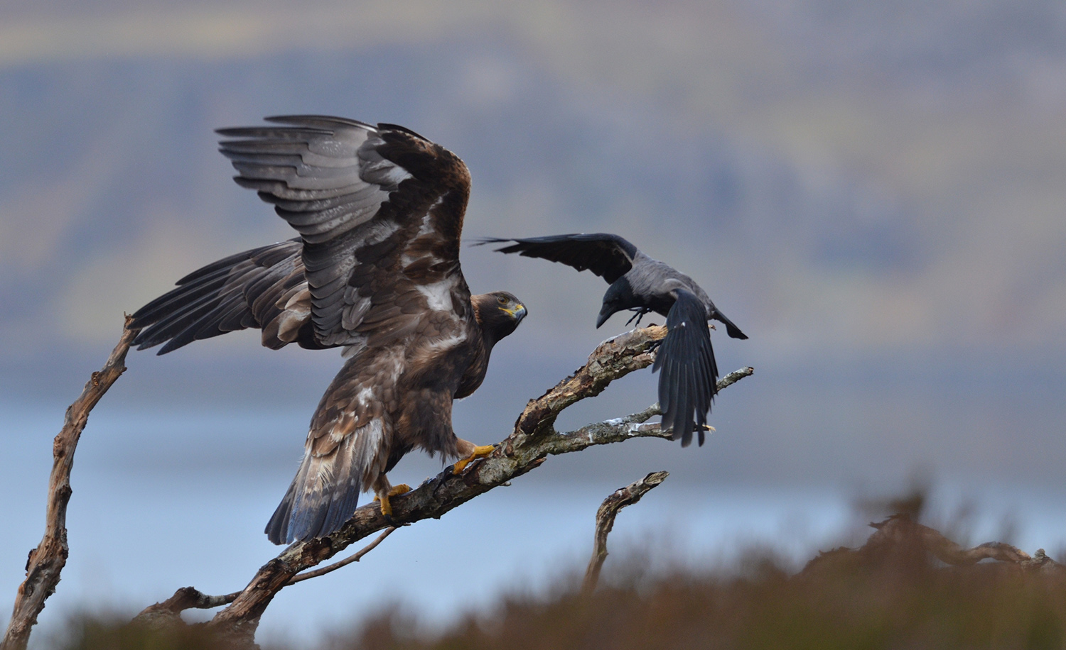 Boat Trips Scotland, Scottish Cruises