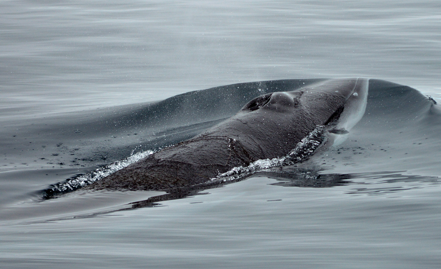 West Coast Scotland Cruises, Scottish Cruises