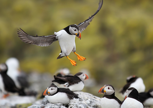 wildlife cruises scotland - scottish cruises