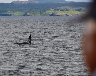 Whale watching in Scotland 