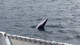 Scottish cruise, whale watching scotland