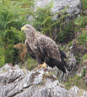 scottish cruise, white tailed sea eagle, scottish vacation, scarba