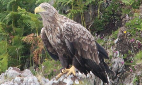 scottish cruise, white tailed sea eagle, scottish vacation, scarba