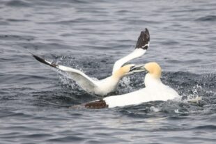 Scottish island hopping