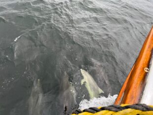 Differences between dolphins and porpoises. Argyll Cruising. Scottish wildlife. 